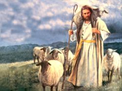 17 Abr 2016 - Las ovejas  y el buen Pastor - Jn 10, 27-30