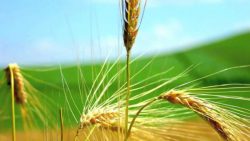 18 mar 2018 - Si el grano de trigo no muere - Jn 12, 20-33